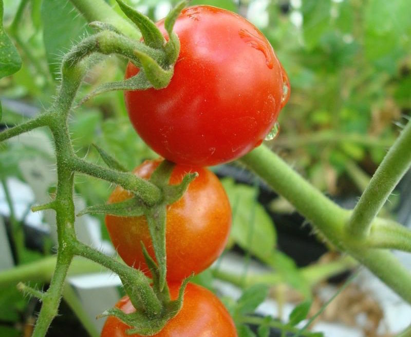 Tomato plants grown in Martian soil / Wieger Wamelink
